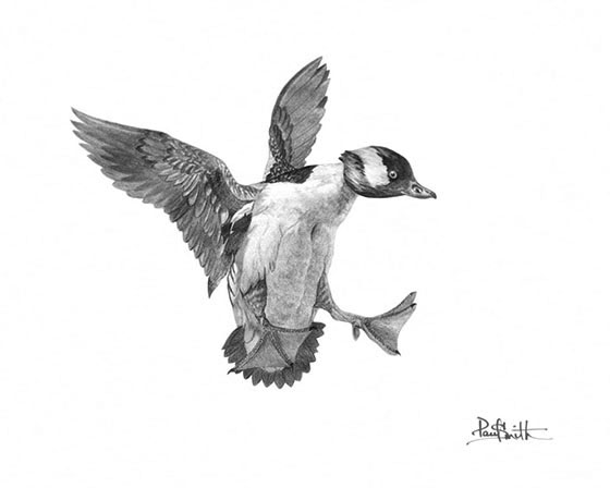 Bufflehead Duck